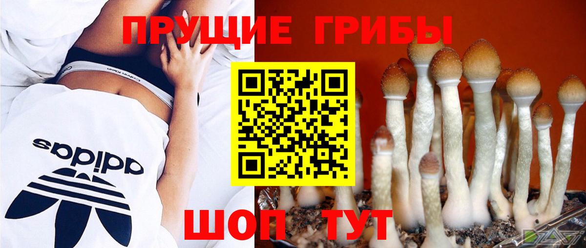 Петрозаводск  Псилоцибиновые грибы MAGIC MUSHROOMS  Псилоцибиновые грибы Psilocybine cubensis  Вход с VPN 